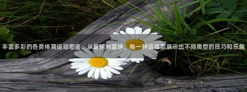 3377体育官方正版app开户：丰富多彩的各类体育运