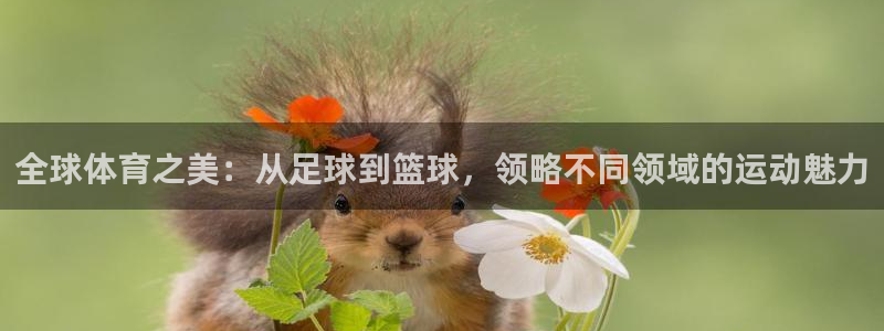 3377体育官方正版app娱乐下载：全球体育之美：从足球到篮